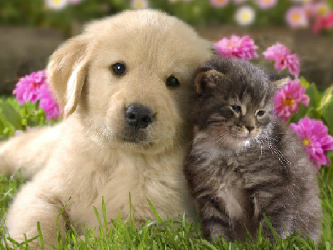 Cat v. Dog