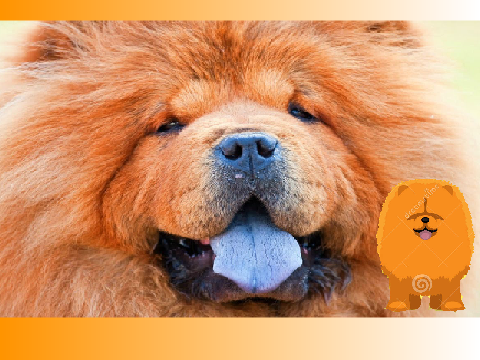 I love chow chow