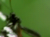 ­­­­ ­ ­­