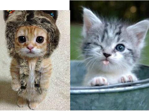 which one is cuter?