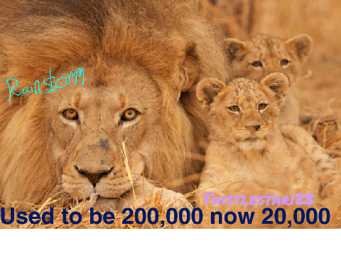 Sign To Save Big Cats! 