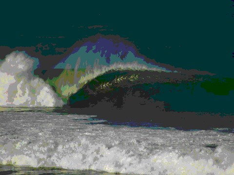 Wild Vacation