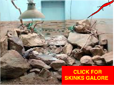 pet skink remix