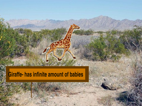 Giraffe Family