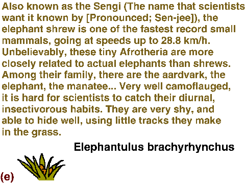 Interesting Animals