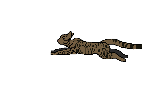 Cat Run Cycle