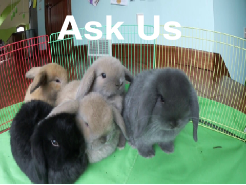 Ask the Bunnies