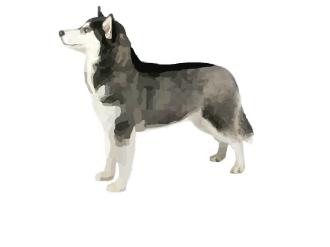Siberian Husky Blockshade