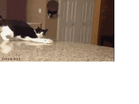 Funny cat