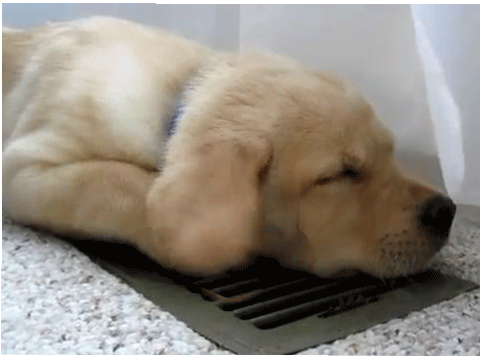 Cute Dog Static