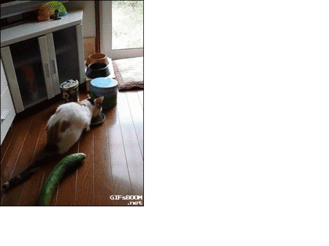 Cat VS Cucumber