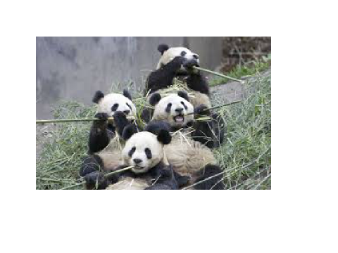 one direction-story of my life with pandas