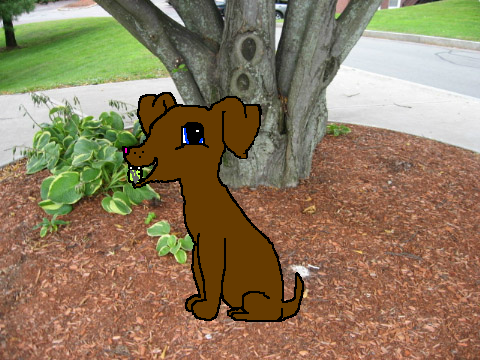 cute little puppy 