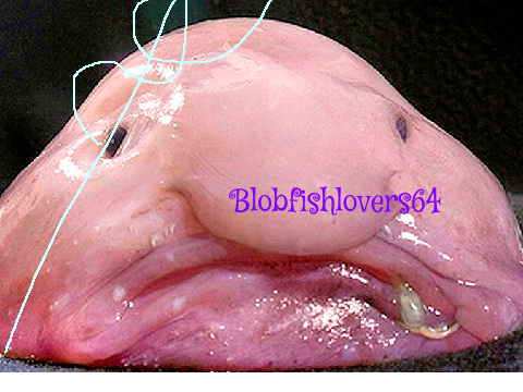 Sign here if your against blobfish hunting remix