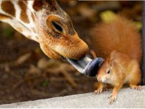 WELCOME TO SQUIRRELS AND GIRAFFES!!!!!!!!!!!!!!
