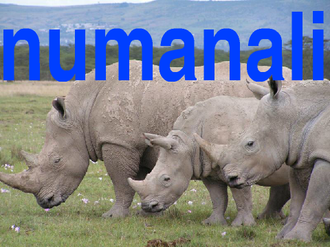 Logo for @numanali