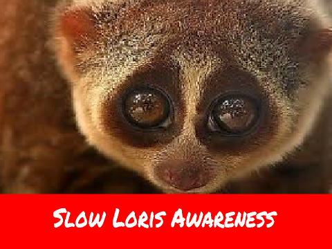 Slow Loris Awareness