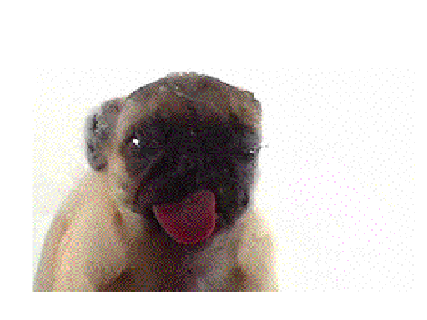 licking dog