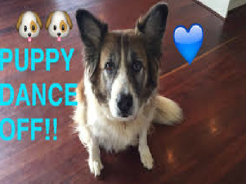 Puppy Dance Off