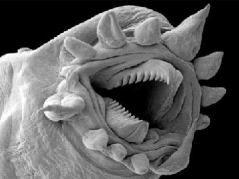 What Is a Water Bear?