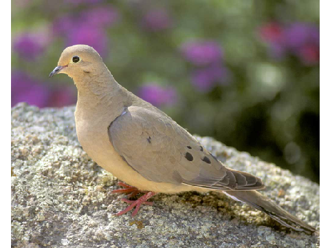 Loretta the Dove!