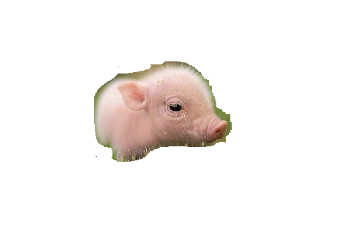 Pig Blockshade! (Sorry about backround!)