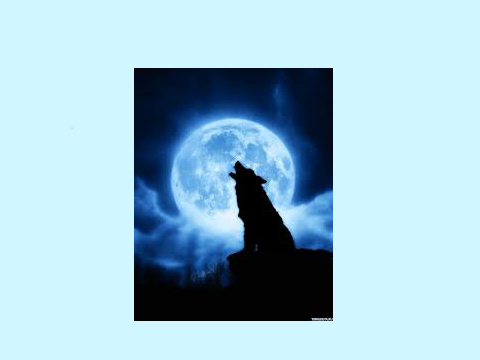 Wolf Song! 