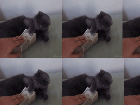 MORE MONEY FOR THE CAT!!!