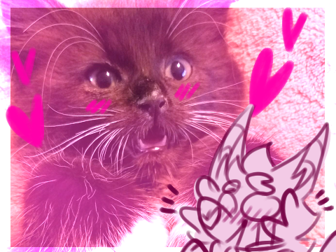 Meet Toshi!