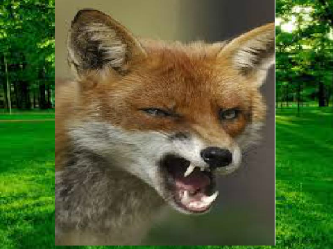 billy the fox