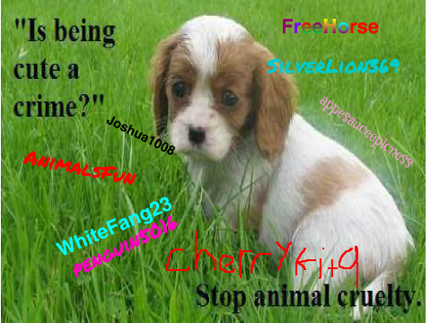 Please Sign to STOP ANIMAL ABUSE remix remix remix