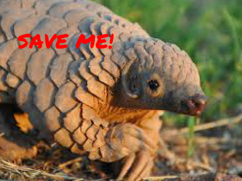 #SaveThePangolins - Info + Game
