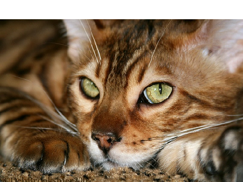 Bramblefeather