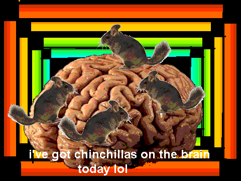 chinchillas on the brain