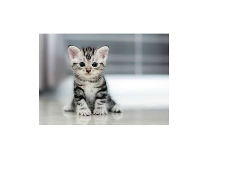 Talk to Kitty_Niki