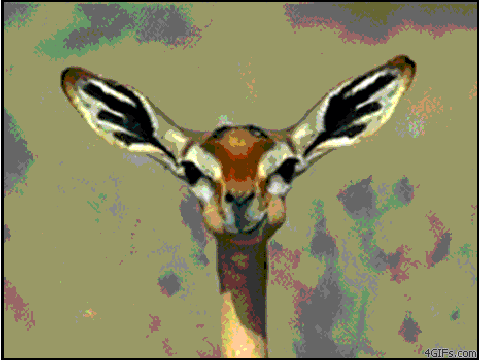 Gazelle Thingeh!!!