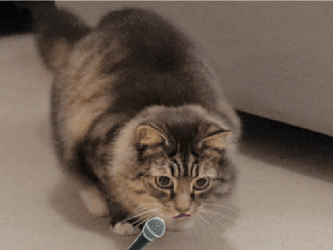 Shake it off *funny*