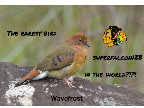 SAVE THE BLUE-EYED GROUND-DOVE!!!