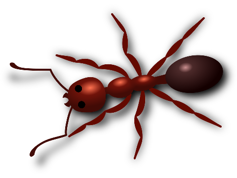 Ant