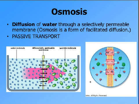 How trees attain water+osmosis(bio)