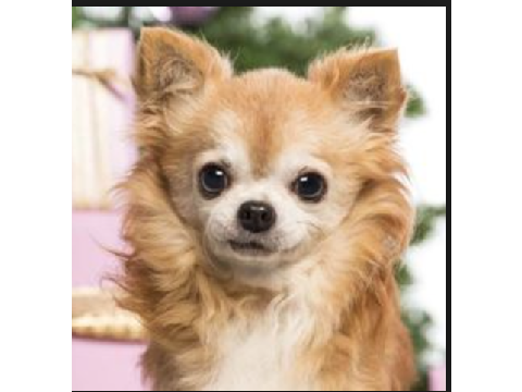CHIHUAHUA SONG