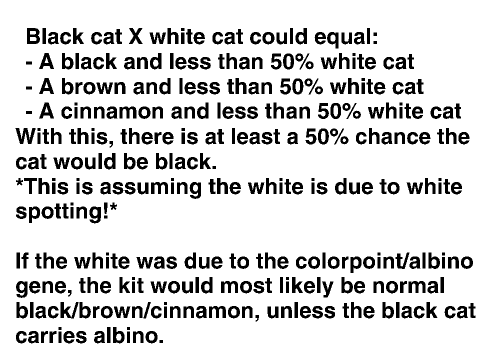 If You Breed A Black Cat & A White Cat...