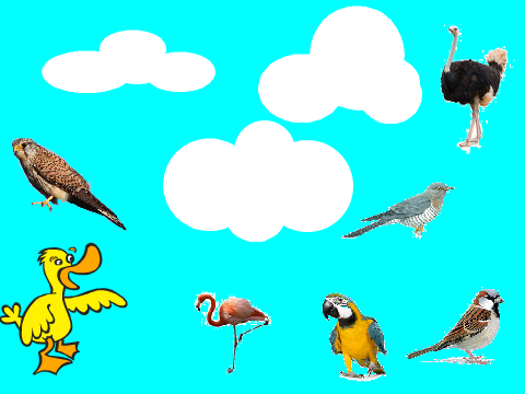 Bird Battle Camp Episode 2