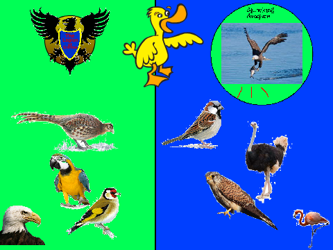 Bird Battle Camp Episode 3