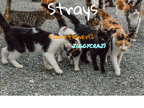 Sign if you want to be a Stray! remix