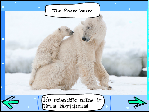 Polar Bear Report 