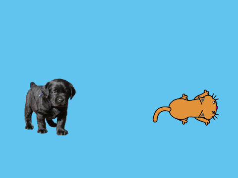 Dogs Or Cats Survey