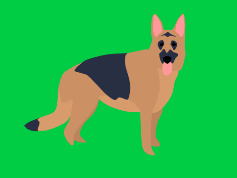 german sheperd