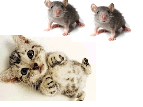 cute kitten and mice