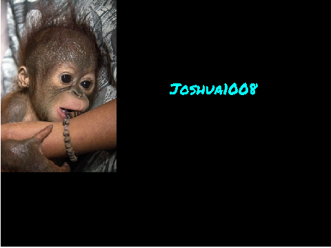 Please Sign If you hate Orangutan Cruelty